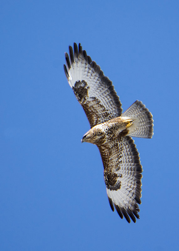 Poiana - Buteo buteo